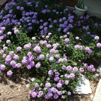 Photo Thumbnail #10: Verbena next to patio