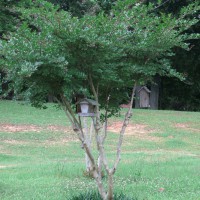 Photo Thumbnail #28: White blooming Crepe Myrtle in center of yard,...