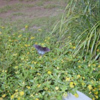 Photo Thumbnail #13: Butterfly enjoying Lantana