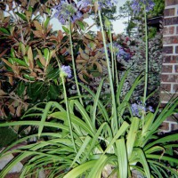 Photo Thumbnail #15: Blue Lily of the Nile in bloom