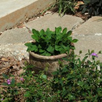 Photo Thumbnail #6: Pot containing Yellow Coreopsis beside patio....