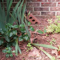 Photo Thumbnail #20: Bearded Iris, MYSTERY PLANT(???) in front of...