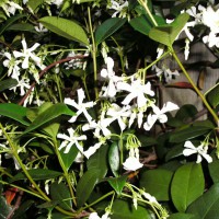 Photo Thumbnail #3: Closeup of Asiatic Star Jasmine blooms