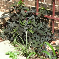 Photo Thumbnail #21: Blackie Sweet Potato vine at foot of trellis