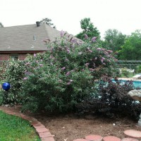 Photo Thumbnail #22: The Butterfly Bush was not cut back this spring...