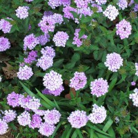 Photo Thumbnail #9: Closeup of Verbena in bloom