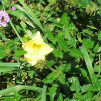 Photo Thumbnail #25: Happy Returns daylily growing among Verbena in...