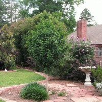 Photo Thumbnail #5: Rose of Sharon trained into a tree standard....