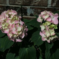 Photo Thumbnail #26: Pink Hydrangea growing on east side of house....