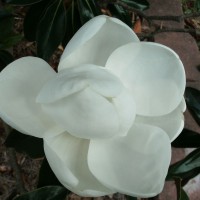 Photo Thumbnail #19: Closeup of Little Gem Magnolia bloom