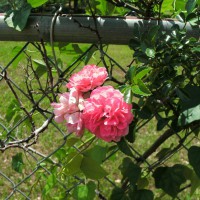 Photo Thumbnail #24: Old fashioned pink climbing rose on fence