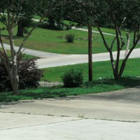 Photo Thumbnail #29: Crepe Myrtles and Pink Oleander at top of...