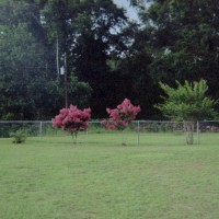 Photo Thumbnail #27: Row of Pink Crepe Myrtles along back fence