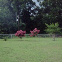 Photo Thumbnail #27: Row of Pink Crepe Myrtles along back fence