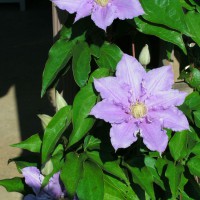 Photo Thumbnail #2: Closeup of Clematis 