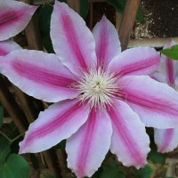 Photo Thumbnail #8: Closeup of Nelly Moser clematis