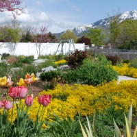 Landscaping Ideas > Our English Garden | YardShare.com