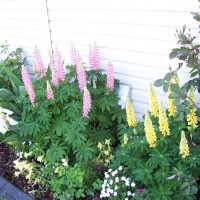 Photo Thumbnail #2: Iris in bloom