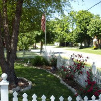 Photo Thumbnail #1: Climbing roses