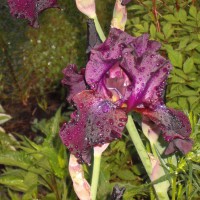 Photo Thumbnail #3: this Iris is almost black from a distance