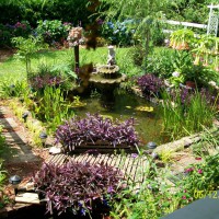 Photo Thumbnail #1: my gold fish pond 2009