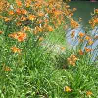 Photo Thumbnail #4: Daylilies around pond