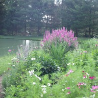 Photo Thumbnail #2: Front yard, cottage garden