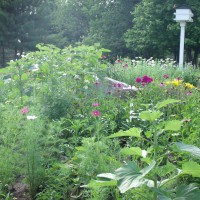Photo Thumbnail #1: Front yard ,old fashioned cottage garden.