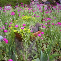 Photo Thumbnail #13: Pinks surround a tree we cut down to provide...