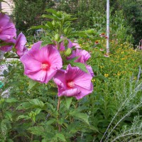 Photo Thumbnail #7: Septic tank garden.