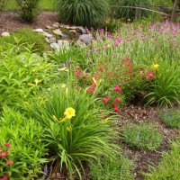 Photo Thumbnail #10: Drainage ditch garden in back yard, ditch runs...