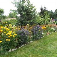 Photo Thumbnail #3: Out side the garden the flowers took off.