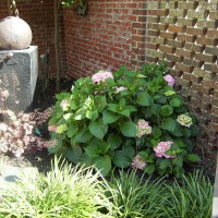 Photo Thumbnail #5: semi shade corner in backyard.