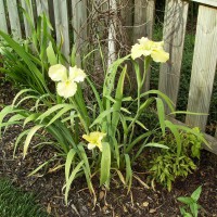 Photo Thumbnail #19: Iris I for on sale at the end of spring 08 - it...