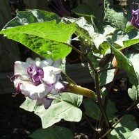 Photo Thumbnail #10: Close up of Purple Angel Trumpet Bloom.