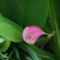 Photo Thumbnail #30: Close up of cali lily.  This year I got a deep...