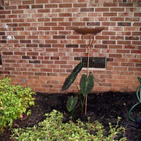 Photo Thumbnail #18: smallest bird bath - but they love it. Bluejays...