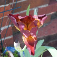 Photo Thumbnail #27: My favorite Iris