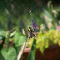 Photo Thumbnail #28: Garden resident.