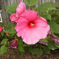 Photo Thumbnail #13: Hibiscus Blooms are so wonderful.