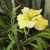 Photo Thumbnail #20: I love it - not sure its name - Japanese Iris?