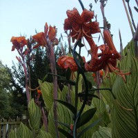 Photo Thumbnail #2: Orange flowers together.