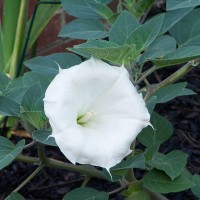 Photo Thumbnail #24: Moon plant - beautiful blooms.  I shared the...