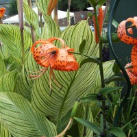 Photo Thumbnail #3: Close up of Tiger Lily.