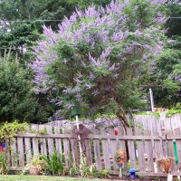 Photo Thumbnail #25: My kids call this the Bee Tree.