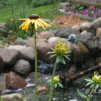 Photo Thumbnail #1: The yellow contrast against the rocks is so...