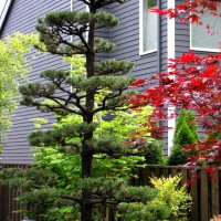 Photo Thumbnail #1: Topiary pine tree pruning in Sherwood, Oregon