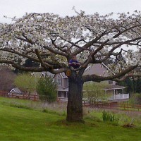 Photo Thumbnail #1: Mt. Fuji cherry