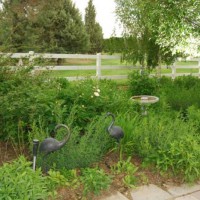 Photo Thumbnail #5: Flower Garden off back patio