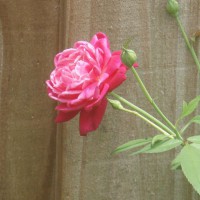 Photo Thumbnail #2: My favorite rose. We usually call it the...